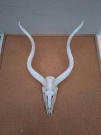 Bijzondere kudu schedel in top conditie, Verzamelen, Dierenverzamelingen, Ophalen, Zo goed als nieuw, Wild dier, Schedel