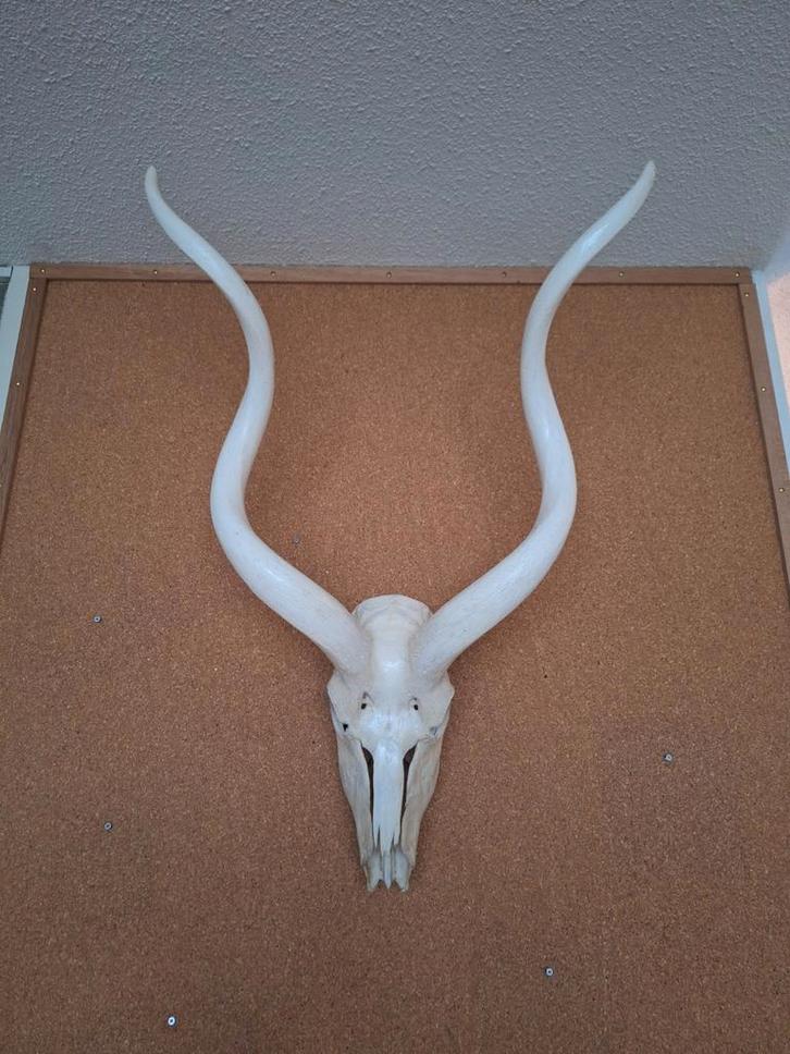 Bijzondere kudu schedel in top conditie, Verzamelen, Dierenverzamelingen, Zo goed als nieuw, Schedel, Wild dier, Ophalen