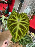 Philodendron Verrucosum op Mospaal - Arnhem, Ophalen