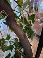 Wandelende takken, Meerdere dieren