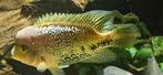 Koppel Paraneetroplus synspilus spotted, Vis, Zoetwatervis