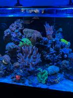 Levende have zeeaquarium, Overige typen, Zoutwatervis