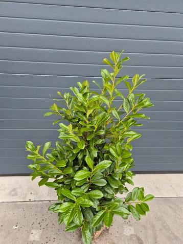 Prunus L. Novita. Laurier groenblijvende haagplanten beschikbaar voor biedingen