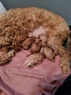 Toy poedel puppy's, Dieren en Toebehoren, Poedel, 8 tot 15 weken, Meerdere, Meerdere dieren