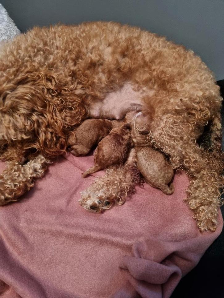 Toy poedel puppy's, Dieren en Toebehoren, Honden | Chihuahua's en Gezelschapshonden, Meerdere dieren, Poedel, Particulier, Meerdere