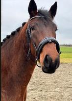 Lieve sprekende sport Connemara merrie prachtige bloedlijn, Dieren en Toebehoren, Pony's, 0 tot 2 jaar, Onbeleerd, Recreatiepony