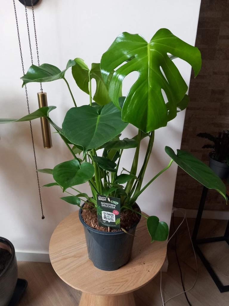 Monstera  Glenplant, Ophalen of Verzenden, Halfschaduw, Minder dan 100 cm
