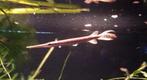 Baby kaaiman snoek! Arowana meerval cichlide snakehead oscar, Vis, Zoetwatervis