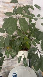 Kamerplant (Schefflera arboricola), Huis en Inrichting, Kamerplanten, Ophalen, Overige soorten, Halfschaduw, In pot