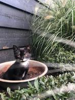 Lieve kitten, heel erg lief, 9 weken oud, Dieren en Toebehoren, Katten en Kittens | Overige Katten, Poes, Kortharig, 0 tot 2 jaar