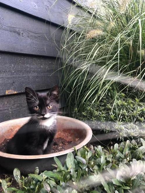 Lieve kitten, heel erg lief, 9 weken oud, Dieren en Toebehoren, Katten en Kittens | Overige Katten, Kortharig, Poes, 0 tot 2 jaar