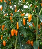 Chilipeper Orange Glow biologische plant, Tuin en Terras, Planten | Tuinplanten, Ophalen of Verzenden, Zomer, Overige soorten