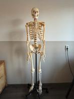 Levensgroot anatomisch skelet – Breukhoven B.V., Ophalen, Zo goed als nieuw