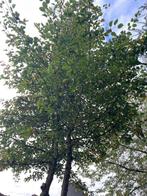 perenboom, Tuin en Terras, Overige soorten, Zomer, 400 cm of meer, Ophalen