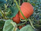 Biologische pompoenen, veel verschillende maten, Tuin en Terras, Ophalen of Verzenden, Voorjaar, Volle zon, Zaad