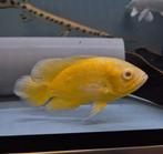 Super lemon oscar, Vis, Zoetwatervis