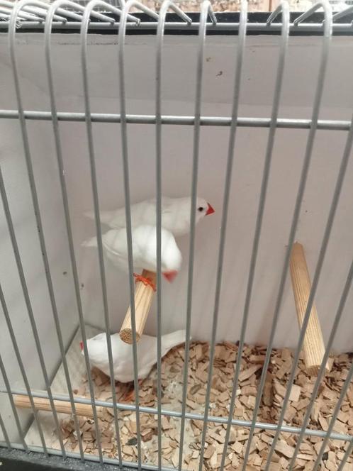 3 koppels witte zebravinken, Dieren en Toebehoren, Vogels | Overige Vogels, Meerdere dieren