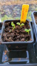 Rabarber Stekje - Klaar om te Planten!, Ophalen, Voorjaar, Halfschaduw, Wortelstok