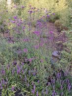 Verbena ijzerhard, Ophalen, Zomer, Tweejarig, Volle zon