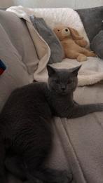 Britse korthaar, Dieren en Toebehoren