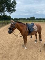 Bijrijdpony/bijrijdpaard gezocht, bijrijder aangeboden, Dieren en Toebehoren, Ophalen of Verzenden, Nieuw, Dressuur