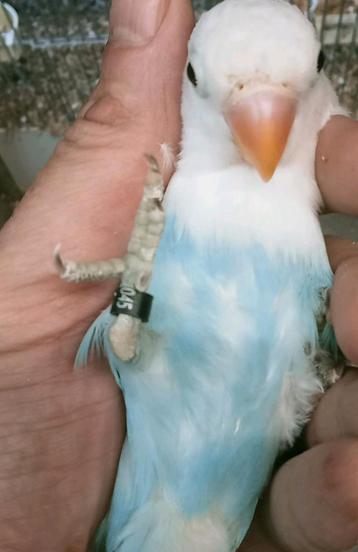 Prachtige piep jonge agapornis fisheri opaline turquoise  beschikbaar voor biedingen