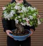 bonsai sierappel, Ophalen, Overige soorten, Halfschaduw