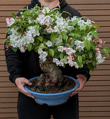 bonsai sierappel beschikbaar voor biedingen