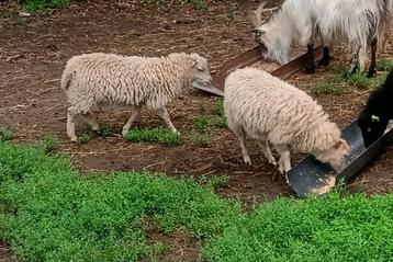 2 witte Ouessant ooitjes beschikbaar voor biedingen
