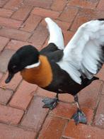 Australische casarca.s  gezocht  alles aanbieden. Geringd, Dieren en Toebehoren, Meerdere dieren, Gans of Zwaan