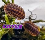Cubaris sp. Dark Phipun isopods / pissebedden, Overige soorten