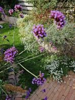 Verbena zaden&plantjes, Tuin en Terras, Planten | Tuinplanten, Ophalen of Verzenden, Overige soorten, Volle zon