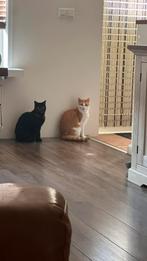 Gerrit & Minous, Dieren en Toebehoren, Katten en Kittens | Overige Katten, Meerdere dieren, Kortharig, 6 jaar of ouder