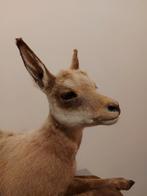 Opgezette jonge Gems taxidermy opgezet hert gewei schedel, Ophalen, Wild dier, Opgezet dier