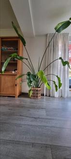 Strelitzia Nicolai (zonder pot/mand), Tuin en Terras, Ophalen, Zo goed als nieuw, Rond, Minder dan 30 cm