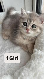 Britse Korthaar Kittens, Dieren en Toebehoren, Katten en Kittens | Raskatten | Langhaar