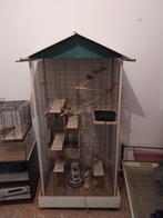 Vogel kooi met zebra vinkjes, Meerdere dieren, Zangkanarie