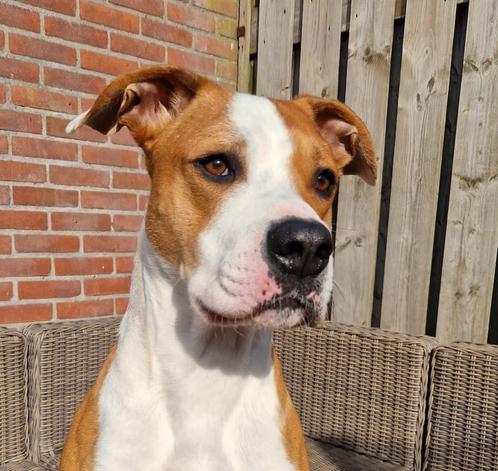 Rocky zoekt een nieuw huisje, Dieren en Toebehoren, Honden | Bulldogs, Pinschers en Molossers, Reu, Overige rassen, Particulier