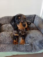 Super vrolijke Dwerg Teckel pups, Dieren en Toebehoren, Reu, CDV (hondenziekte), 8 tot 15 weken, Dwerg