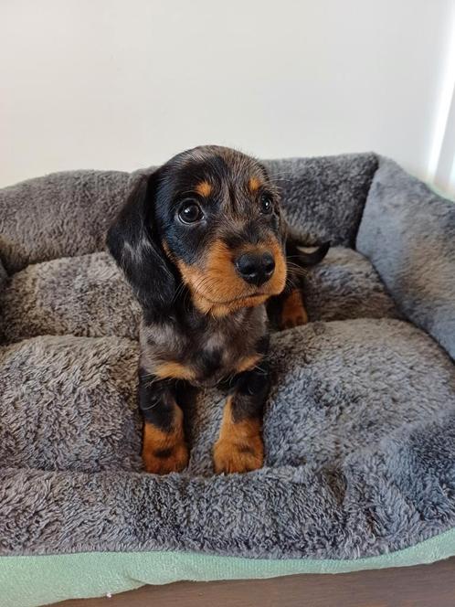 Super vrolijke Dwerg Teckel pups, Dieren en Toebehoren, Honden | Teckels en Dashonden, Reu, Ruwhaar, Dwerg, Particulier, Eén hond