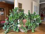 crassula ovata, Huis en Inrichting, Overige soorten, Ophalen of Verzenden, In pot, Minder dan 100 cm