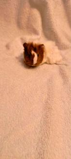 Peruvian Cavia Peruviaanse Beertje, Dieren en Toebehoren, Knaagdieren, Oktober, Vrouwelijk, Cavia