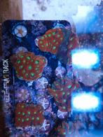 War favites ( lekker grote frags ), Dieren en Toebehoren, Vis, Zoutwatervis