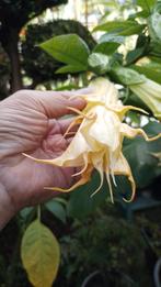 Brugmansia Dubbel Oranje, Volle zon, Vaste plant, Zomer, Ophalen