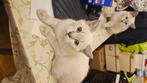 Kittens british shorthair, Meerdere dieren, 0 tot 2 jaar