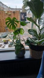 Te kamerplanten, Huis en Inrichting, Ophalen, Halfschaduw, Minder dan 100 cm