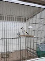 MAJOOR PUTTER POP  EUMO/AMINET  2025, Dieren en Toebehoren, Vogels | Overige Vogels, Vrouwelijk, Wildzangvogel, Geringd