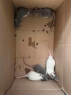 Ratten, Dieren en Toebehoren, Vogels | Duiven, Mannelijk