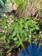 Emmer vol waterplanten, Tuin en Terras, Vijver-toebehoren, Ophalen, Zo goed als nieuw, Overige typen