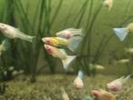 Albino glass belly guppies, Dieren en Toebehoren, Vissen | Aquariumvissen, Vis, Zoetwatervis